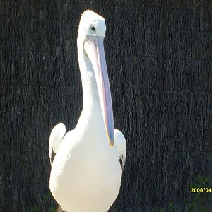 Taronga's great southern Oceans