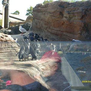 Taronga's great southern Oceans