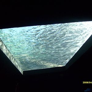 Taronga's great southern Oceans