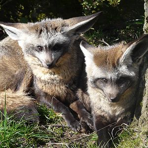 Bat Eared Fox