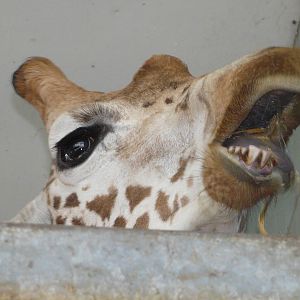 Giraffe At Twycross Zoo