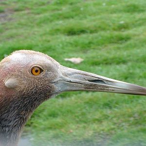 Australian Sarus crane