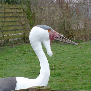 Wattled Crane
