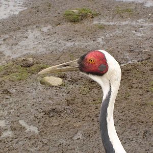 White naped Crane