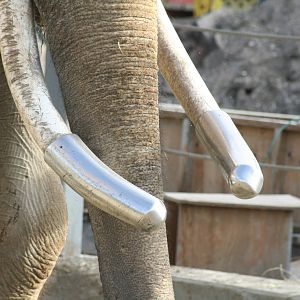 Tusks of bull elephant - Calgary