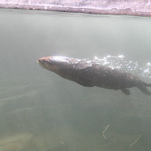 North american otter - Calgary