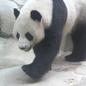Giant panda - Chaing-mai 06