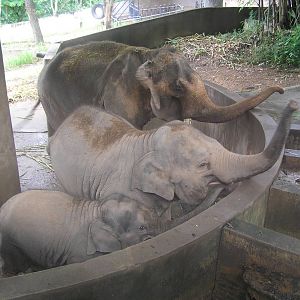 Elephants - Chaing-mai