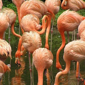 Flamingo - Jurong bird park 06