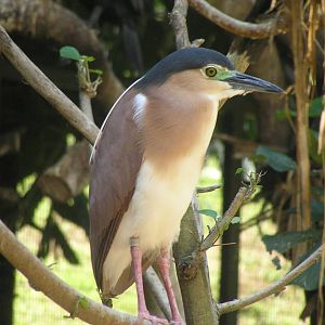 Heron spp. - Jurong 06