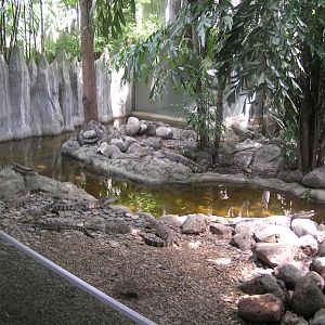 Crocodiles mixed red panda - Safari world - Bangkok