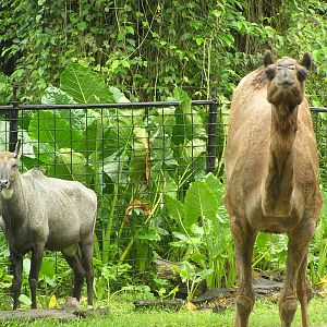 Nilgai and camel- Singapore 06