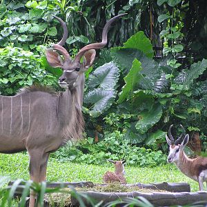 Greater kudu and springbok - Singapore
