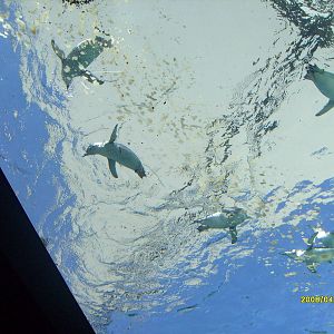 Taronga's great southern Oceans