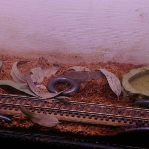 giant millipede tank, Melbourne Aquarium