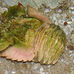 Balmain 'bug' (Ibacus peronii)