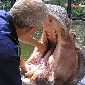 Hippo - Amsterdam 06