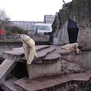 Polar bears - Amsterdam zoo 06