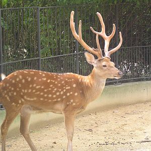 Dybowski's deer - Antwerp 06