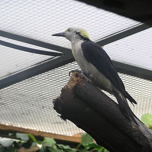 Woodpecker spp? Antwerp 06