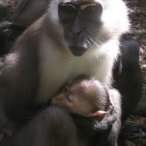 Cherrycowned mangbey - Barcelona 07