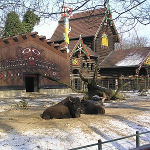 North american bison - Berlin zoo 06