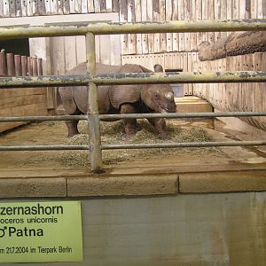 Patna - Berlin tierpark  06