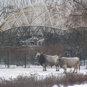 Cattle in front of seabird aviary - Berlin tierpark