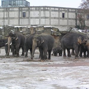 Asian elephant herd - Berlin tierpark 06