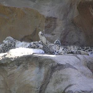 Snow leopard - Cologne zoo 06