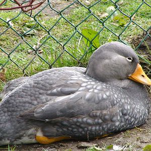Maggellenic steamer duck