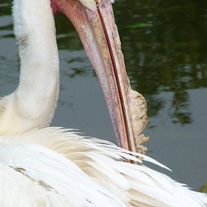 Close-up of American White Pelican's Bill