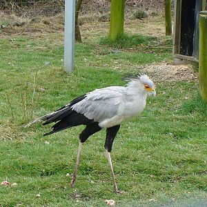 Secretary bird