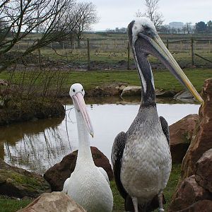 Pelicans