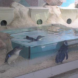 Little penguins - Cologne zoo 06