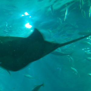Green Sawfish
