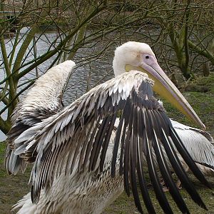Pelican (species???)