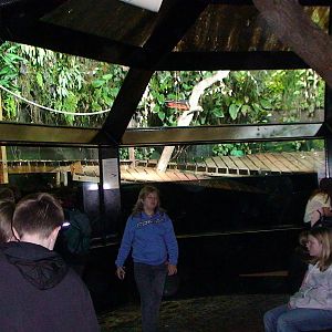 Arowana and Caiman Exhibit