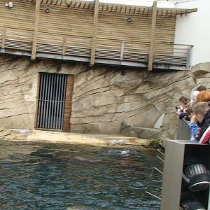 Sealion Exhibit