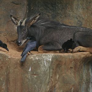 maned serow, Dusit Zoo (Bangkok)