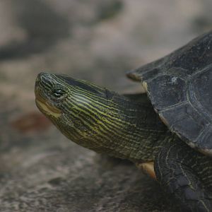turtle at Dusit Zoo (Bangkok)