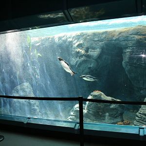 Under water viewing area for the penguins.