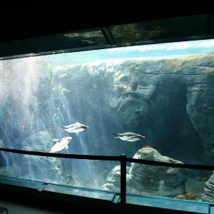 Great Southern Ocean. Taronga Zoo 8/4/2008