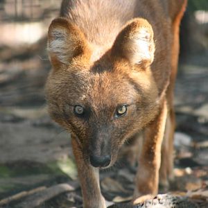Dhole, Taronga Zoo. 8/4/2008