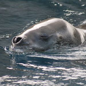 Leopard seal. Great SouthernOcean. Taronga Zoo 8/4/2008