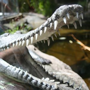 Johnston's crocodile, Taronga Zoo, 8/4/2008