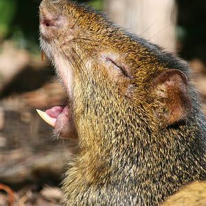 Agouti, Taronga Zoo, 8/4/2008