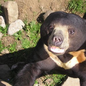 Sun bear - Belfast 05