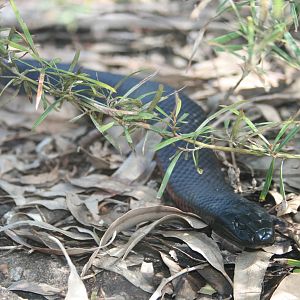 Red - Bellied Black Snake. Taronga Zoo. 8/4/2008