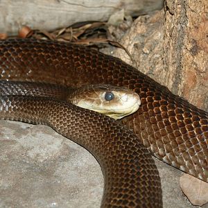 Mainland Taipan. Taronga Zoo. 8/4/2008